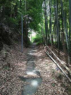 学校への近道の竹林