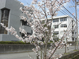 豊岡総合高校桜並木