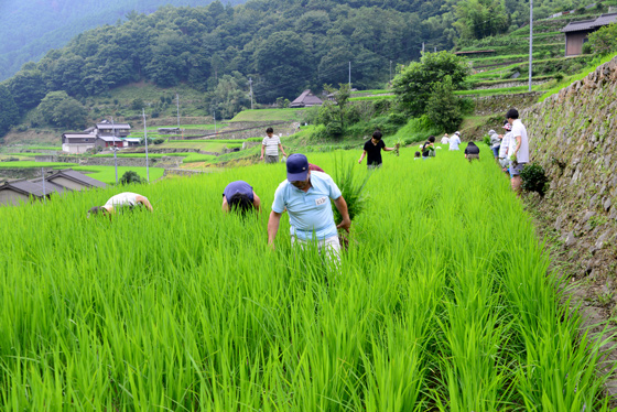 稲を育て、雑草を抜き、農地として活用することで棚田は守られると安田さん
