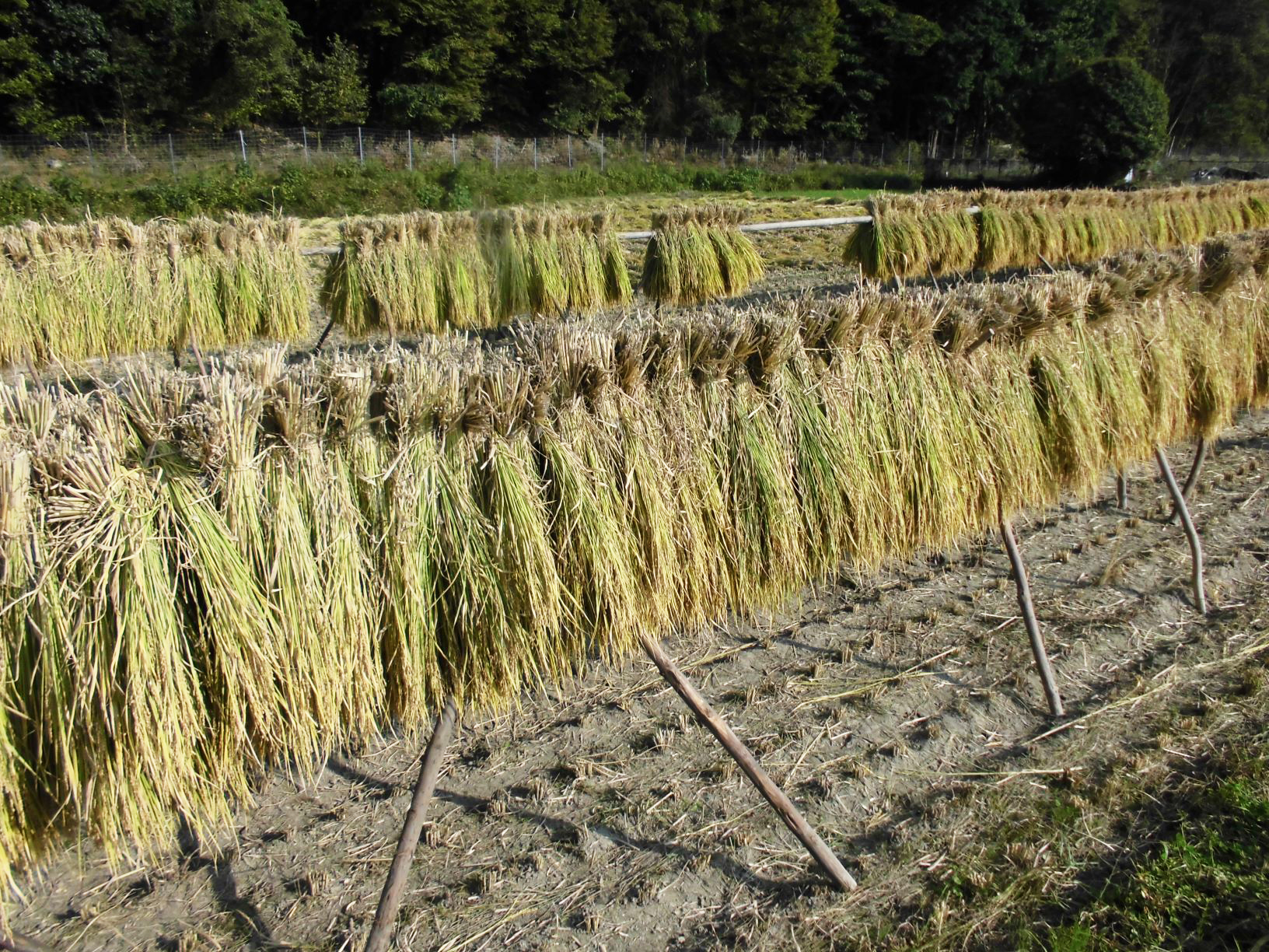 「はさがけ米」は全く農薬を使わず昔ながらの製法で栽培。「ひょうご安心ブランド農産物」に認定されている。