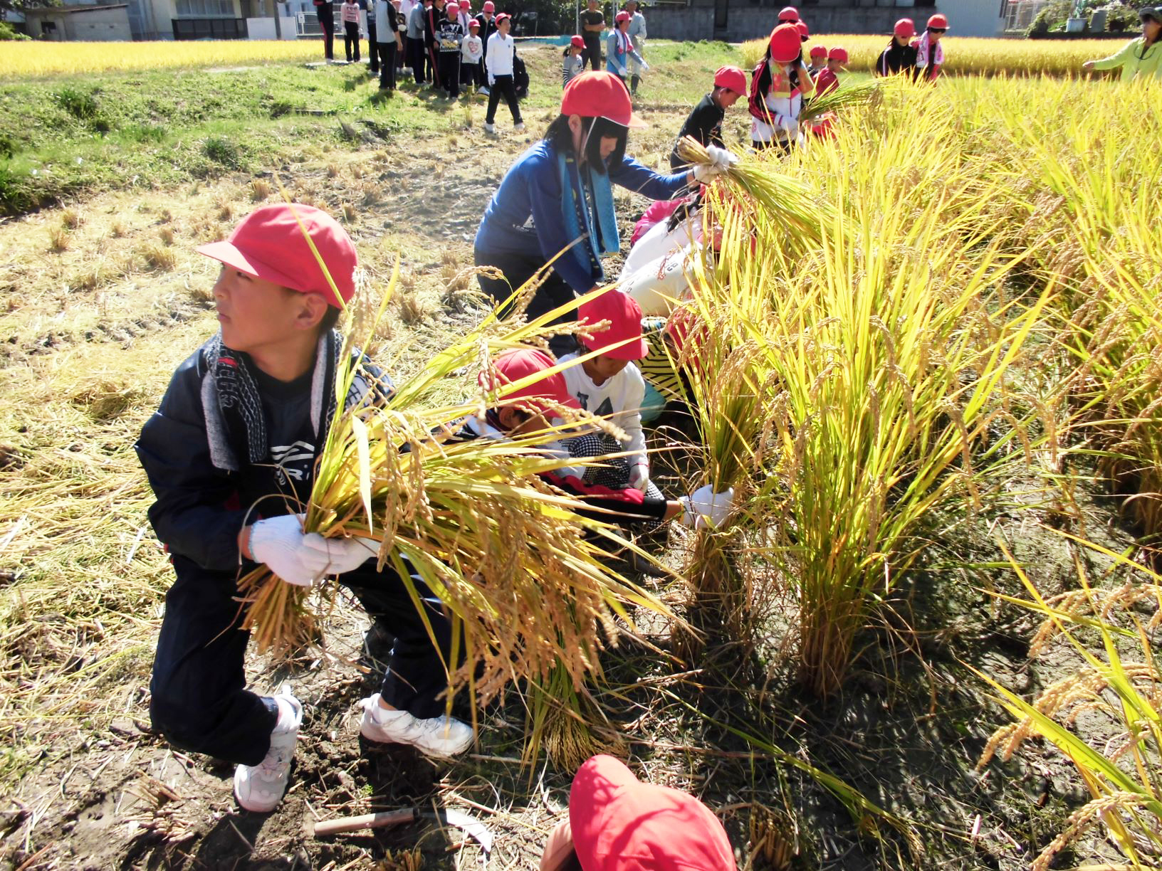 生徒たちが小学校近くの田んぼで「推奨米」の稲刈りを体験。